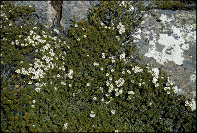 APII jpeg image of Leptospermum rupestre  © contact APII