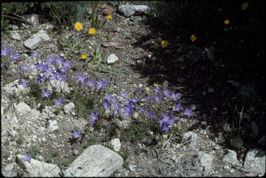 APII jpeg image of Wahlenbergia gloriosa  © contact APII