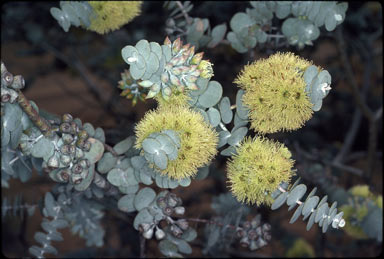 APII jpeg image of Eucalyptus kruseana  © contact APII