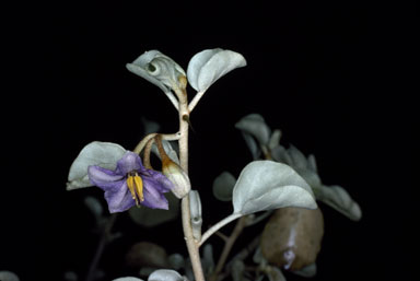 APII jpeg image of Solanum orbiculatum  © contact APII