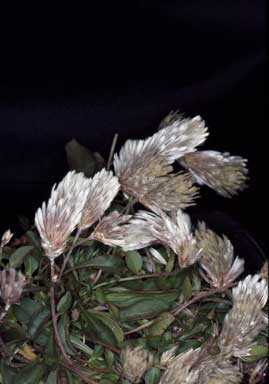 APII jpeg image of Ptilotus spathulatus  © contact APII