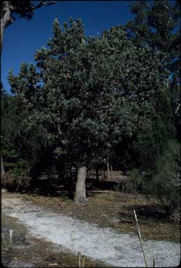 APII jpeg image of Banksia serrata  © contact APII