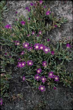 APII jpeg image of Disphyma crassifolium subsp. clavellatum  © contact APII