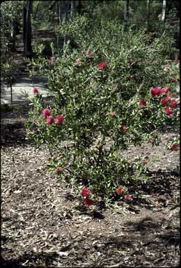 APII jpeg image of Callistemon 'Demesne Rowena'  © contact APII