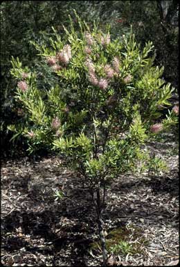 APII jpeg image of Callistemon 'Glasshouse Country'  © contact APII