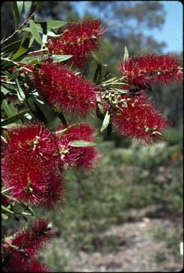 APII jpeg image of Callistemon 'Prolific Pink'  © contact APII