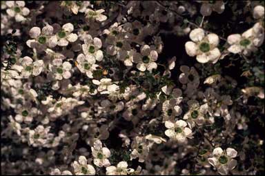 APII jpeg image of Leptospermum brevipes 'Backwater Beauty'  © contact APII