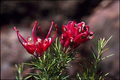 APII jpeg image of Grevillea 'Pink Sprite'  © contact APII