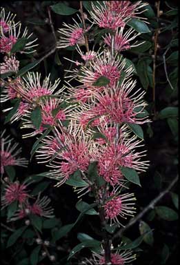 APII jpeg image of Hakea myrtoides x petiolaris  © contact APII