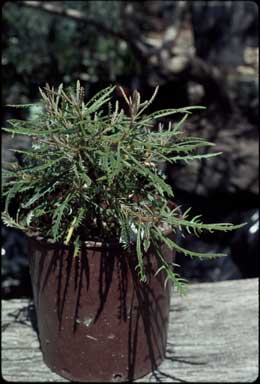 APII jpeg image of Banksia canei 'Celia Rosser'  © contact APII