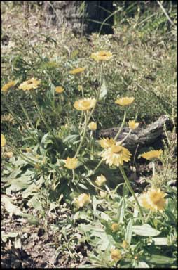 APII jpeg image of Xerochrysum bracteatum 'Hastings Gold'  © contact APII