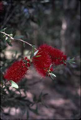 APII jpeg image of Callistemon citrinus 'Firebrand'  © contact APII