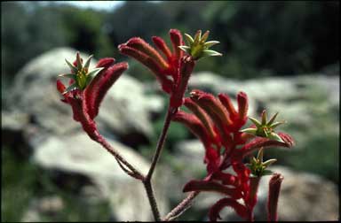 APII jpeg image of Anigozanthos 'Dwarf Delight'  © contact APII