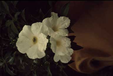 APII jpeg image of Pandorea jasminoides 'Lady Di'  © contact APII