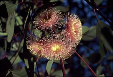 APII jpeg image of Eucalyptus orbifolia x caesia 'Ninbella'  © contact APII