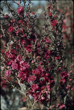 APII jpeg image of Leptospermum 'Red Damask'  © contact APII