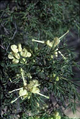 APII jpeg image of Grevillea rosmarinifolia 'Lutea'  © contact APII