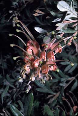 APII jpeg image of Grevillea 'Wakiti Sunrise'  © contact APII