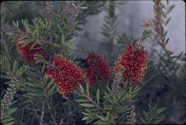 APII jpeg image of Callistemon 'Tinaroo'  © contact APII