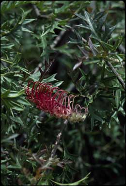 APII jpeg image of Grevillea 'Copper Top'  © contact APII