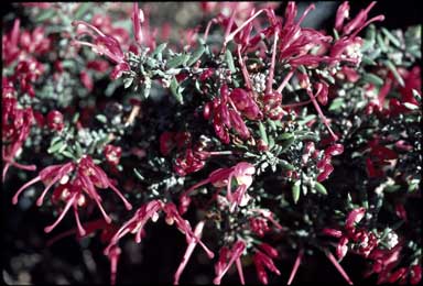 APII jpeg image of Grevillea lavandulacea 'Tanunda'  © contact APII