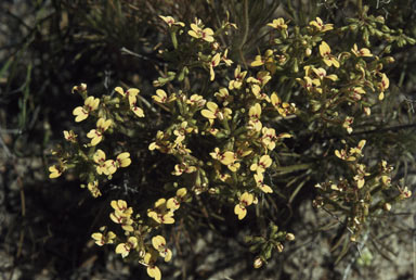 APII jpeg image of Stylidium dichotomum var. mucronifolium  © contact APII