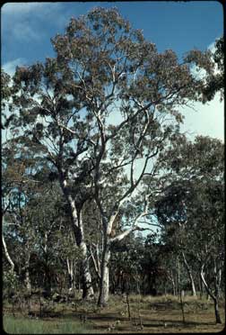 APII jpeg image of Eucalyptus tereticornis  © contact APII