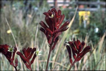 APII jpeg image of Anigozanthos 'Bush Ranger'  © contact APII