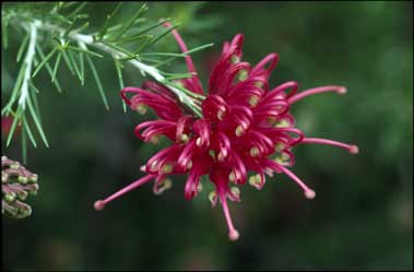 APII jpeg image of Grevillea 'Scarlet Sprite'  © contact APII