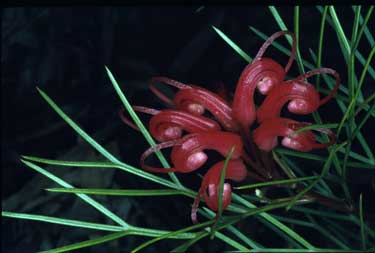 APII jpeg image of Grevillea 'Bon Accord'  © contact APII