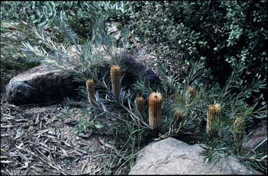 APII jpeg image of Banksia spinulosa 'Honeypots'  © contact APII