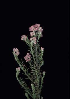 APII jpeg image of Ozothamnus 'Adelaide Pink'  © contact APII