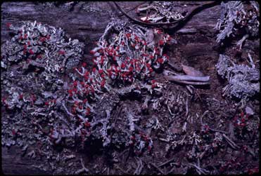 APII jpeg image of Cladonia floerkeana  © contact APII