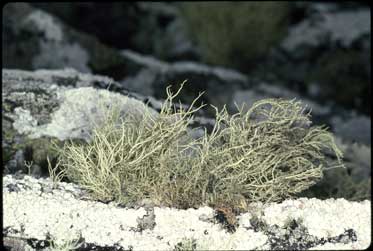 APII jpeg image of Usnea inermis  © contact APII