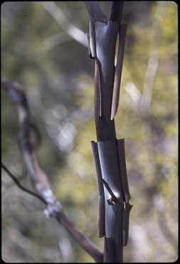 APII jpeg image of Leptospermum purpurascens  © contact APII