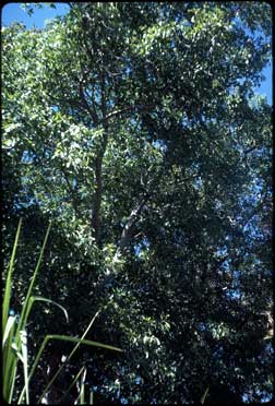 APII jpeg image of Ficus racemosa var. racemosa  © contact APII