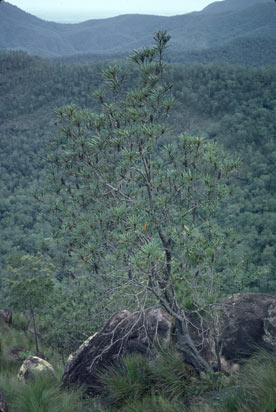 APII jpeg image of Banksia plagiocarpa  © contact APII