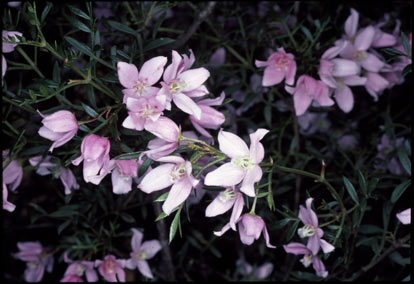 APII jpeg image of Boronia floribunda  © contact APII