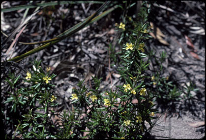 APII jpeg image of Goodenia heterophylla subsp. montana  © contact APII