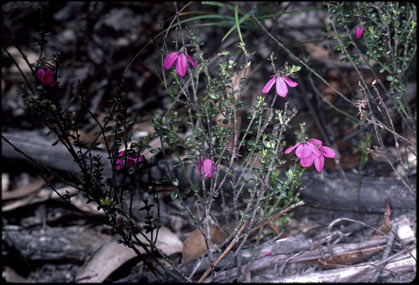 APII jpeg image of Tetratheca bauerifolia  © contact APII