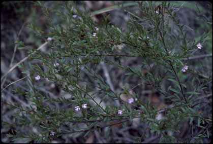 APII jpeg image of Hemigenia cuneifolia  © contact APII