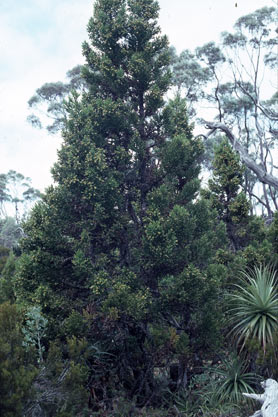 APII jpeg image of Athrotaxis selaginoides  © contact APII