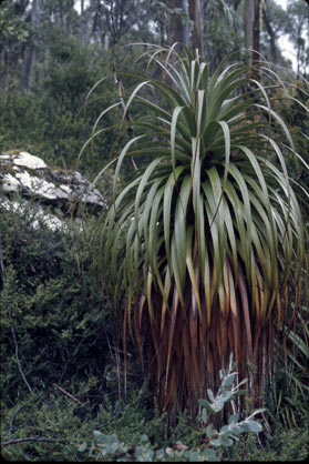 APII jpeg image of Richea pandanifolia  © contact APII