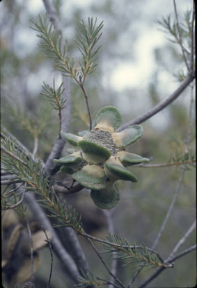 APII jpeg image of Banksia laricina  © contact APII