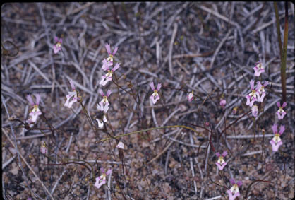 APII jpeg image of Stylidium calcaratum  © contact APII