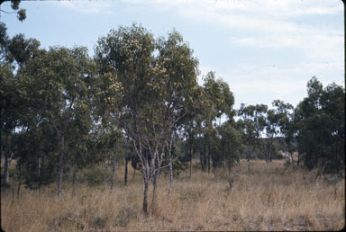 APII jpeg image of Eucalyptus cambageana  © contact APII