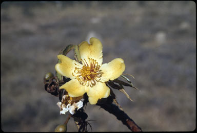 APII jpeg image of Cochlospermum gregorii  © contact APII