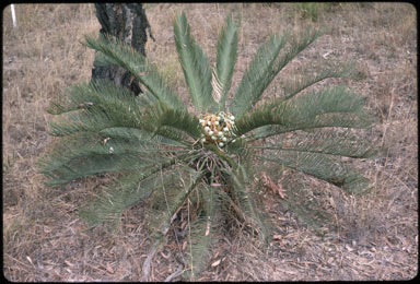 APII jpeg image of Cycas cairnsiana  © contact APII