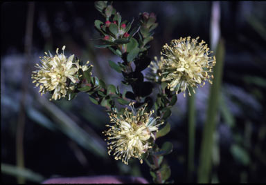 APII jpeg image of Leionema rotundifolium  © contact APII