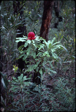 APII jpeg image of Telopea speciosissima  © contact APII